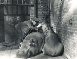 Hippopotames communs Jean et Jimmy avec le gardien Ernie Bowman, au zoo de Londres, mars 1927